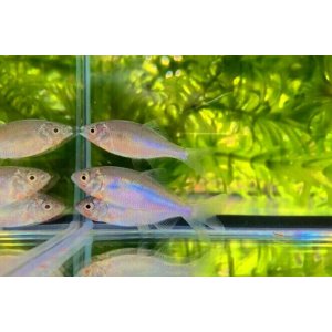 画像: カネヒラ　（仔：約3〜4cm）　兵庫産　７匹セット