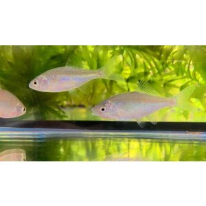 画像: カネヒラ　（仔：約3〜4cm）　兵庫産　３匹