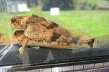 画像: ウツセミカジカ　（約5〜6cm）　琵琶湖水系産　３匹セット