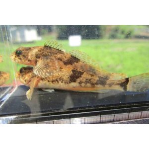 画像: ウツセミカジカ　（約5〜6cm）　琵琶湖水系産　３匹セット