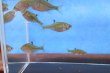 画像1: ニッポンバラタナゴ　（小）　３匹