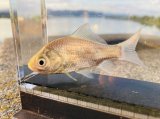画像: ナガブナ　（約5cm）　三方五湖水系産