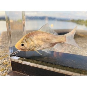 画像: ナガブナ　（約5cm）　三方五湖水系産
