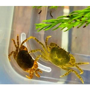 画像: サワガニ　（ベビー）