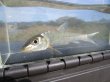 画像2: コウライニゴイ　（約12cm） 　徳島産