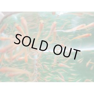 画像: ヒメダカ　１００匹　「品切れ中」