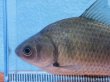 画像3: ヘラブナ　（約8〜9cm）　福岡産
