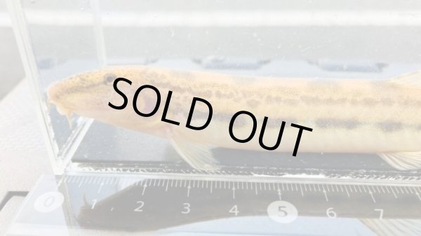 画像2: オオシマドジョウ　（巨大）　兵庫産