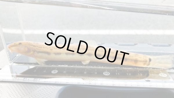 画像1: オオシマドジョウ　（巨大）　兵庫産