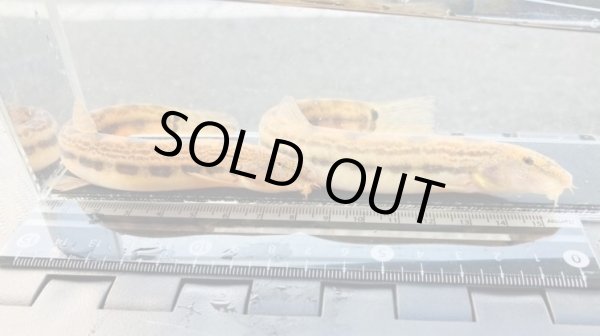 画像4: オオシマドジョウ　（巨大）　兵庫産