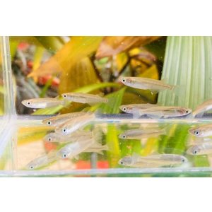 画像: ミナミメダカ　香川産　２０匹セット