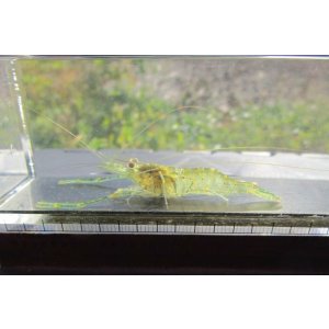 画像: テナガエビ (中)