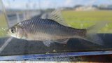 画像: 特価　ヤリタナゴ　（約6〜7cm）　福岡産
