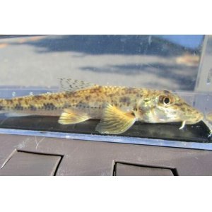 画像: カマツカ　（中）　福岡産