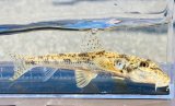 画像: カマツカ　（やや大）　福岡産