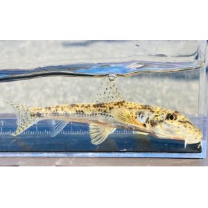 画像: カマツカ　（やや大）　福岡産