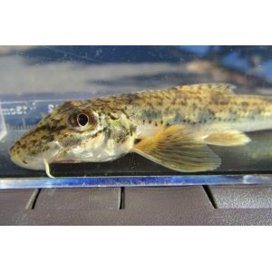 画像: カマツカ　（中）　福岡産　３匹セット