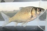 画像: ヘラブナ　（約12〜13cm）　福岡産