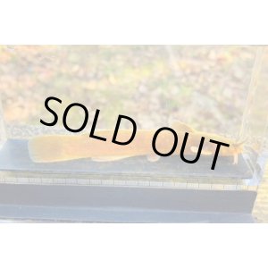 画像: アカザ (大) 京都産