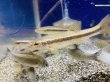 画像2: アブラハヤ　福島産