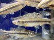 画像3: アブラハヤ　福島産