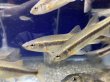 画像4: アブラハヤ　福島産