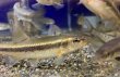 画像1: アブラハヤ　福島産