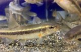 画像: アブラハヤ　福島産