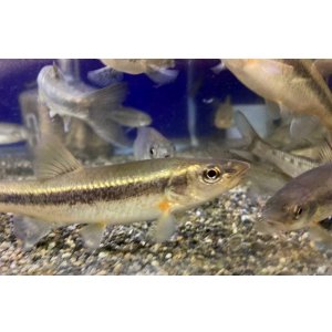 画像: アブラハヤ　福島産