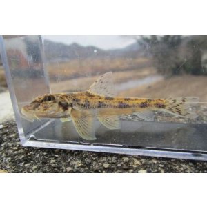 画像: カマツカ (やや中) 兵庫産 3匹セット