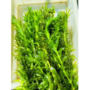 画像: アナカリス　（オオカナダモ）　九州産　２０本束