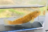 画像: ヌマチチブ　（中）　琵琶湖産