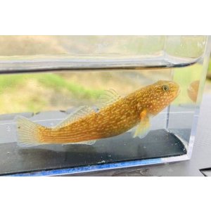 画像: ヌマチチブ　（中）　琵琶湖産