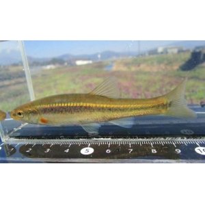 画像: アブラハヤ　（大）　福島産　３匹セット