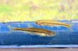 画像1: アブラハヤ　（小）　琵琶湖水系産