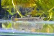 画像3: オウミヨシノボリ　（トウヨシノボリ：小）　琵琶湖水系産　♂♀♀３匹