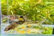 画像6: ビワヒガイ　（約9〜10cm）　琵琶湖産