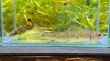 画像10: ビワヒガイ　（約9〜10cm）　琵琶湖産