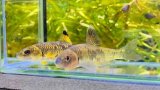 画像: ビワヒガイ　（約9〜10cm）　琵琶湖産