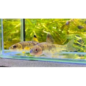 画像: ビワヒガイ　（約9〜10cm）　琵琶湖産