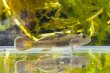 画像2: オウミヨシノボリ　（トウヨシノボリ：小）　琵琶湖水系産　♂♀♀３匹