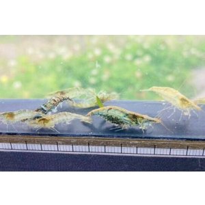 画像: ミナミヌマエビ　５匹