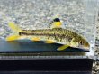 画像12: 特価　ビワヒガイ　（大）　琵琶湖産　３ペア