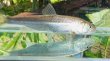 画像3: ハス　（大：約18〜23cm）　琵琶湖水系産　♀