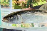 画像: ハス　（大：約18〜23cm）　琵琶湖水系産　♀