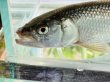 画像6: ハス　（大：約18〜23cm）　琵琶湖水系産　♀
