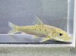 画像9: コウライニゴイ　（約8〜9cm）　三重琵琶淀川水系産