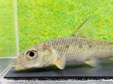 画像: コウライニゴイ　（約8〜9cm）　三重琵琶淀川水系産