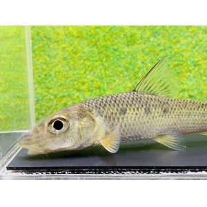 画像: コウライニゴイ　（約8〜9cm）　三重琵琶淀川水系産