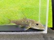 画像4: コウライニゴイ　（約8〜9cm）　三重琵琶淀川水系産